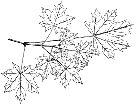 Norway Maple Branchlet Coloring Page